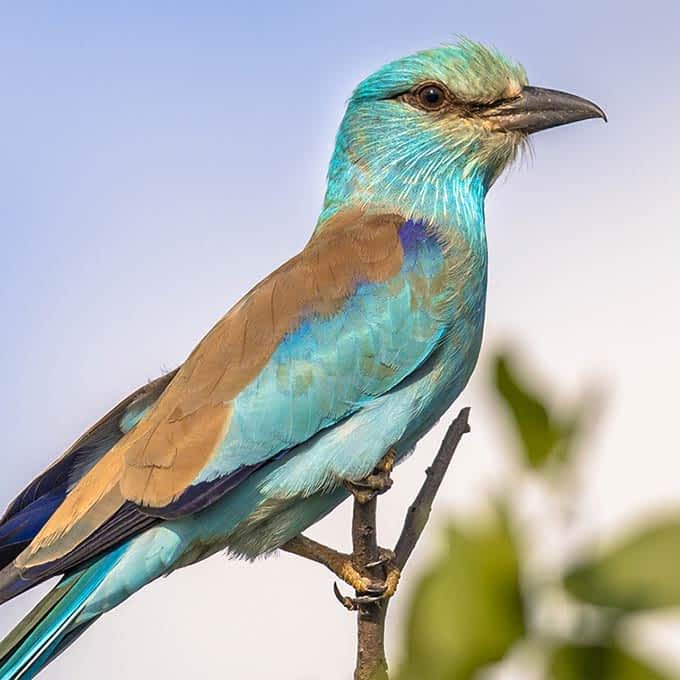 Bird in forest