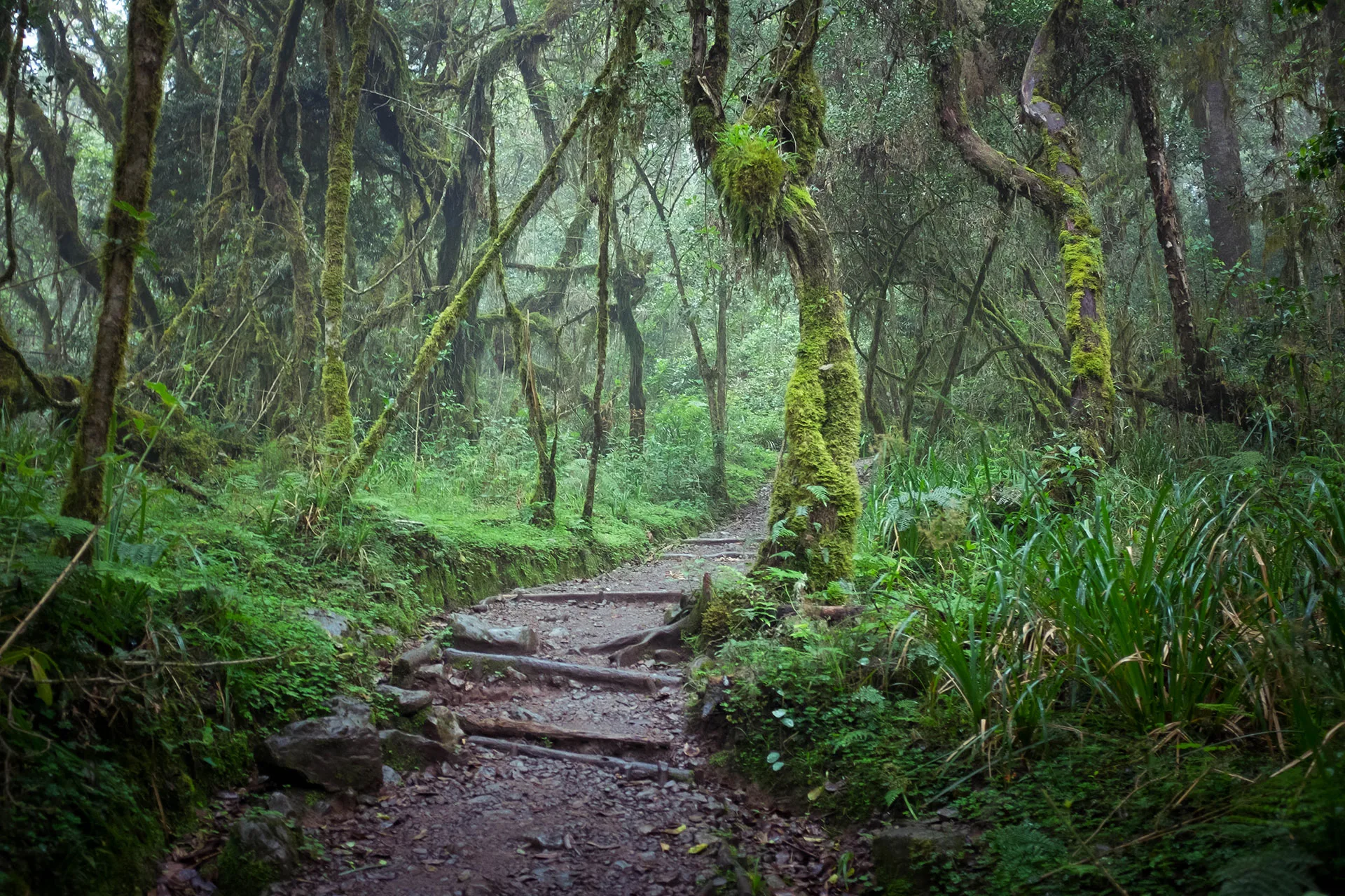 Forest walk