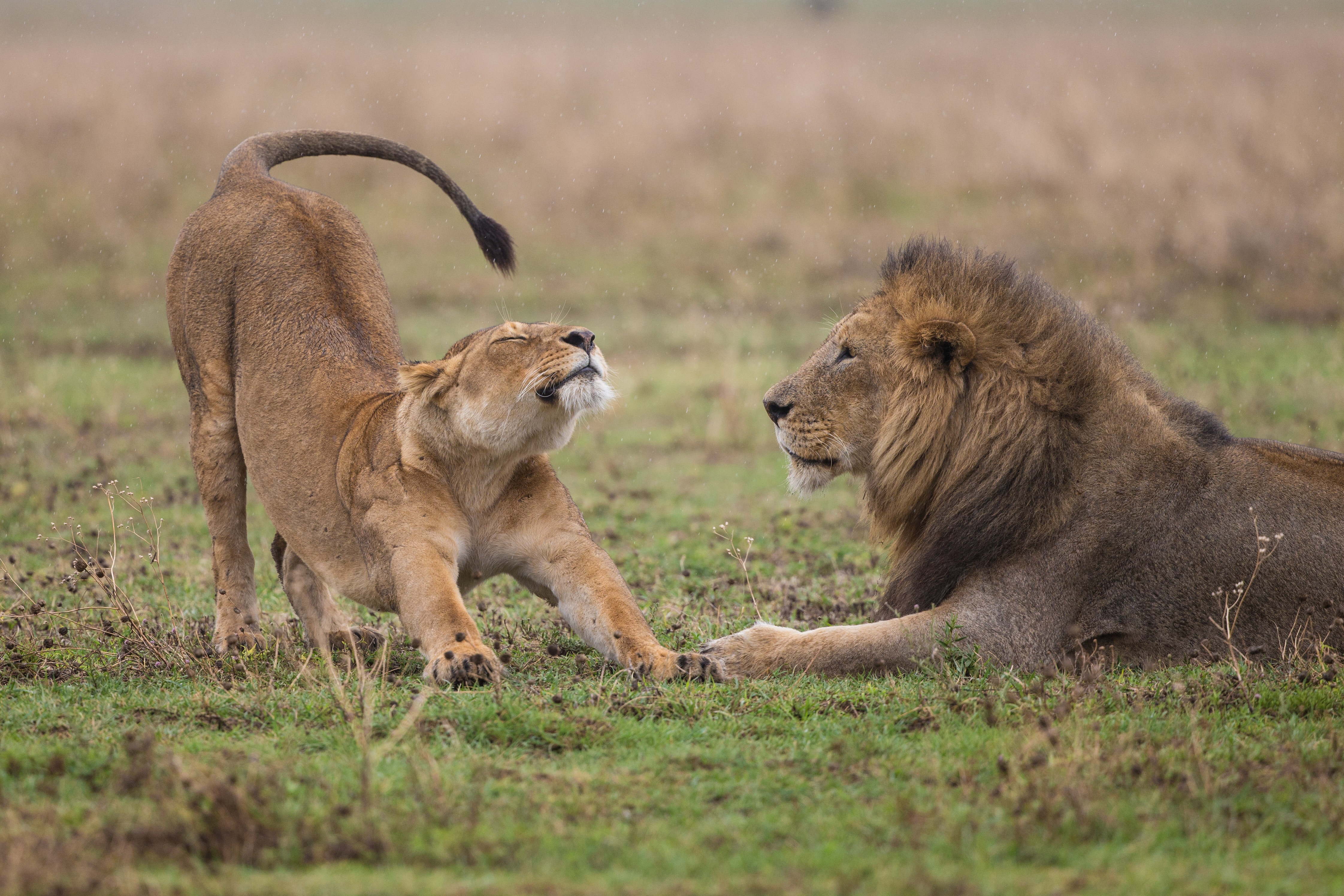 Serengeti Wildlife Safari video thumbnail